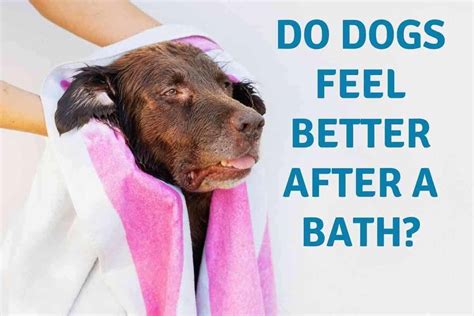 Do dogs feel better after a bath?