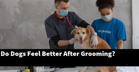 Do dogs feel better after grooming reddit?