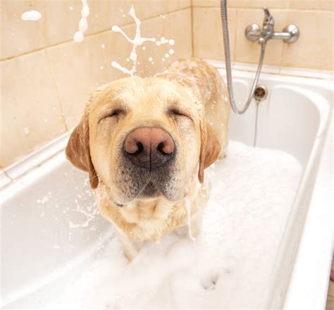 Do dogs feel clean after a bath?