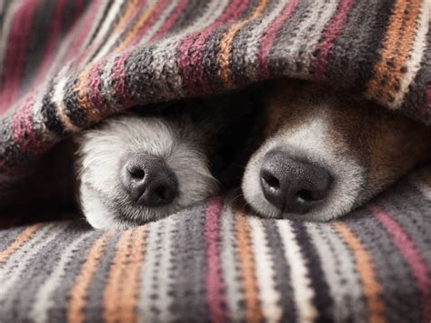 Do dogs feel cold in winter?