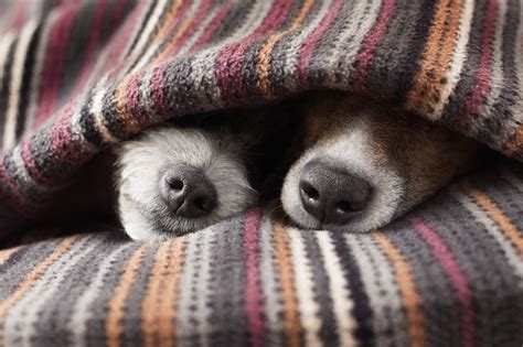 Do dogs feel cold when sleeping?