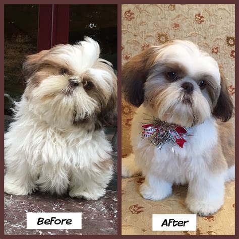 Do dogs feel cooler after a haircut?