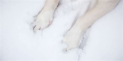 Do dogs feel extreme cold?