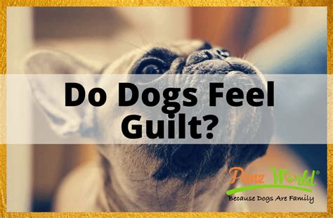 Do dogs feel guilt?