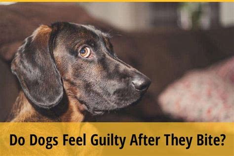 Do dogs feel guilty after they bite?