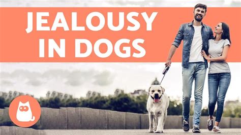 Do dogs feel jealousy?