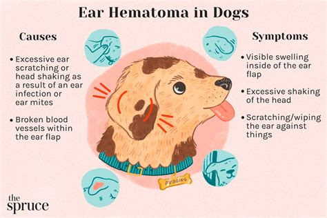 Do dogs feel pain when ears are cut?