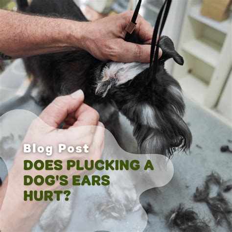 Do dogs feel pain when plucking ear hair?