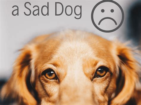 Do dogs feel sad when a dog dies?