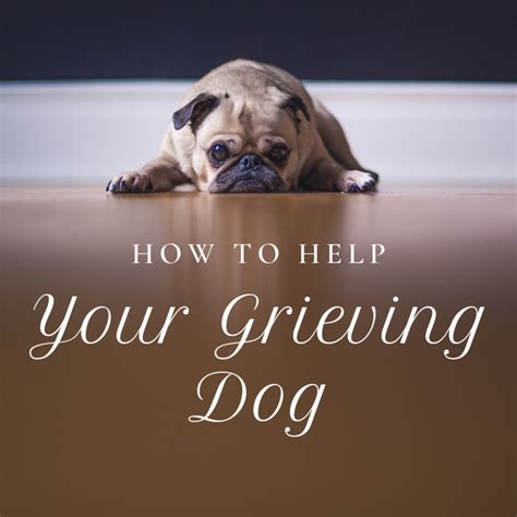 Do dogs feel sad when another pet dies?
