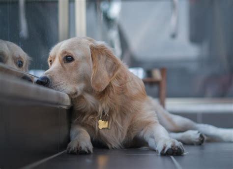 Do dogs feel sad when you leave them?