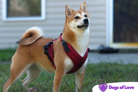 Do dogs feel safer in a harness?