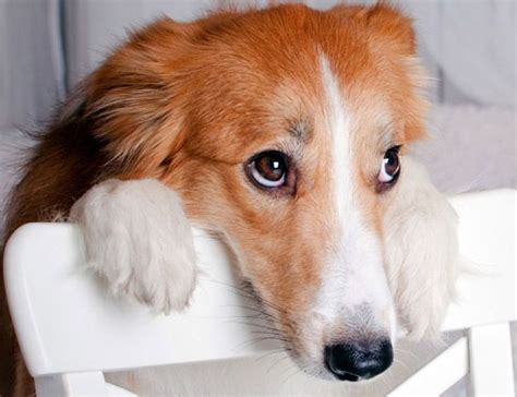 Do dogs feel sorry?