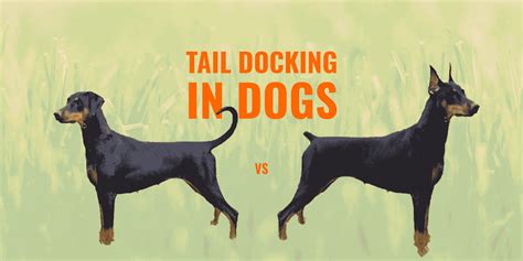 Do dogs feel tail docking?