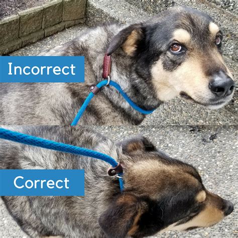 Do dogs feel uncomfortable with a collar?
