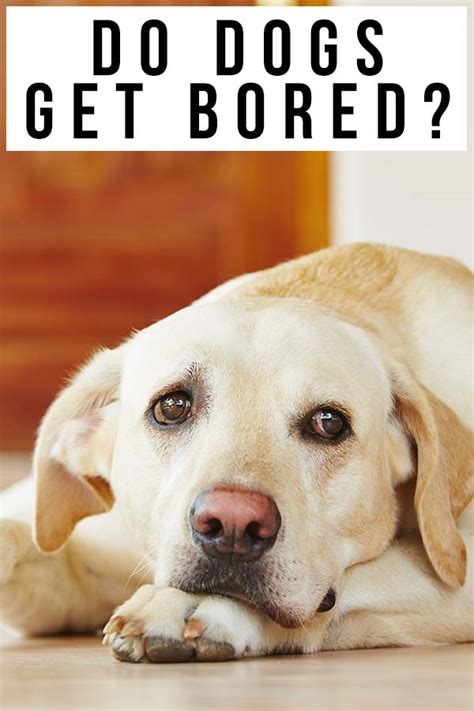 Do dogs get bored?