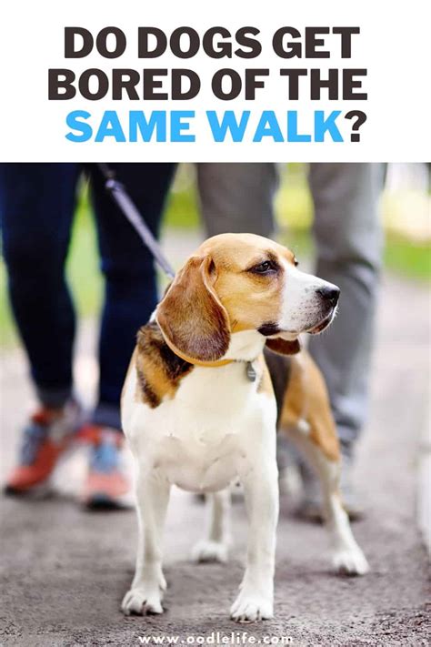 Do dogs get bored of the same walk?