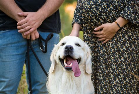 Do dogs get clingy when you are pregnant?