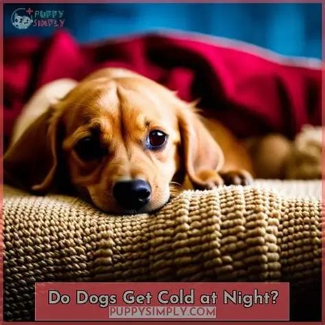 Do dogs get cold at night?