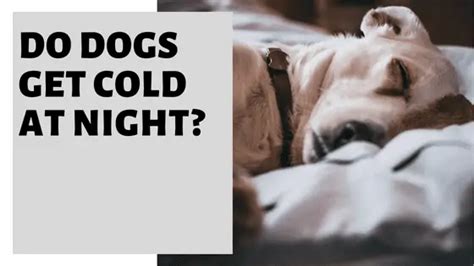 Do dogs get cold at night in the house?