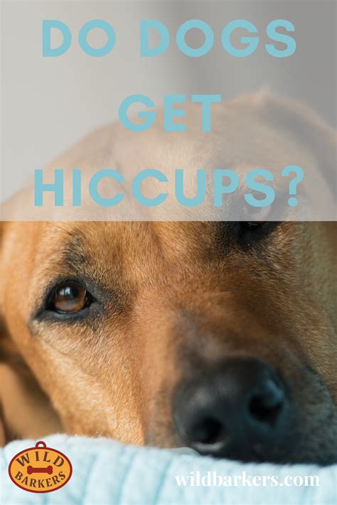 Do dogs get hiccups?