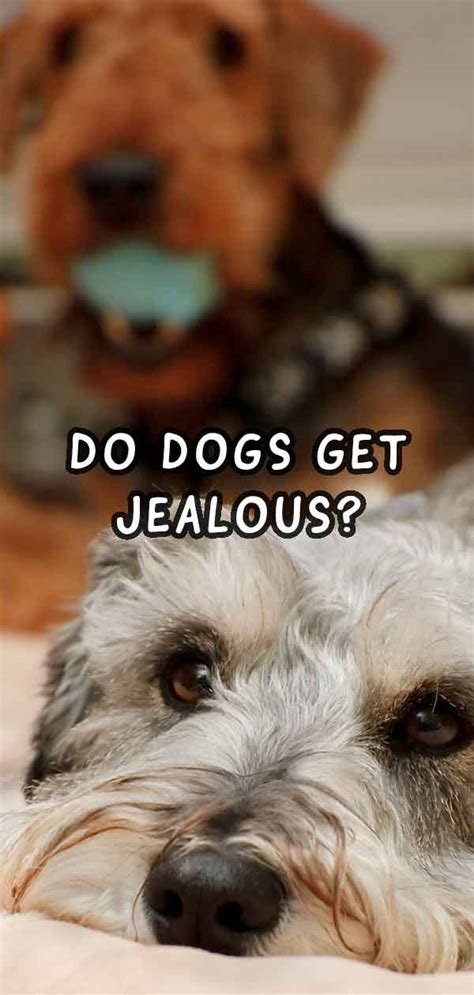 Do dogs get jealous?