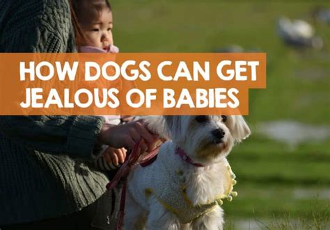 Do dogs get jealous of babies?
