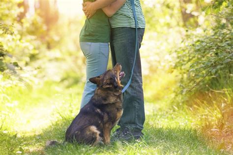 Do dogs get jealous when you kiss your partner?