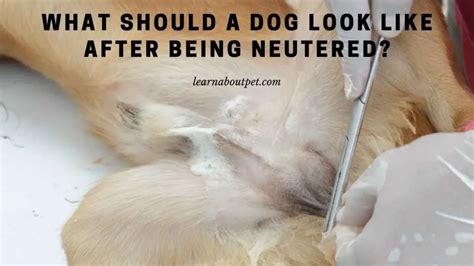 Do dogs get less aggressive after neutering?