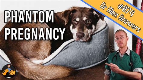 Do dogs get sad after phantom pregnancy?