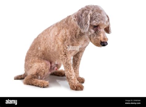 Do dogs get sad when their fur is shaved?