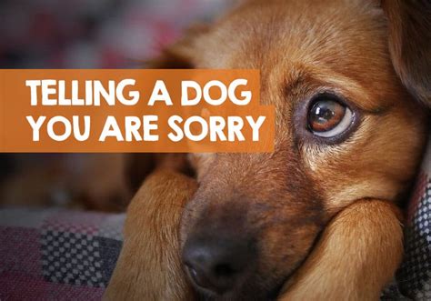 Do dogs get sad when you don't let them lick you?