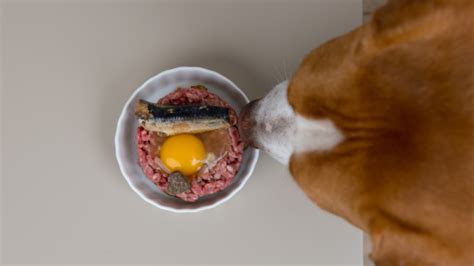 Do dogs get salmonella from raw eggs?