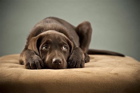 Do dogs get stressed after a haircut?