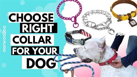 Do dogs get used to collars?