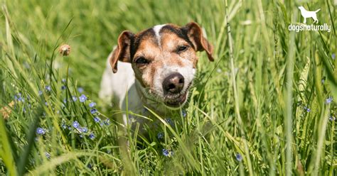 Do dogs grow out of eating grass?