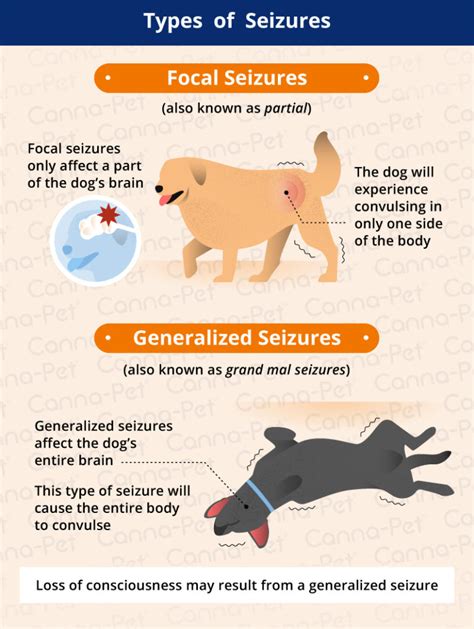 Do dogs grow out of focal seizures?