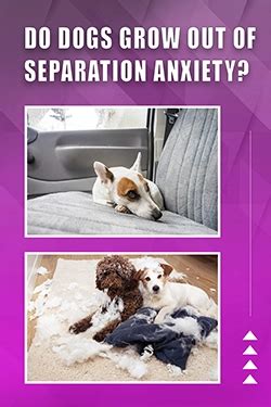 Do dogs grow out of separation anxiety?