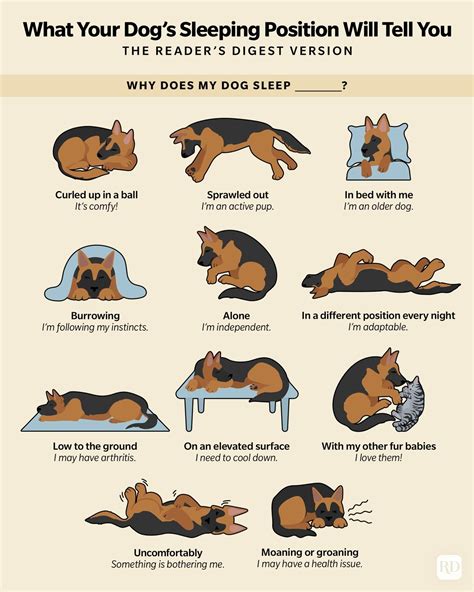 Do dogs guard you when you sleep?