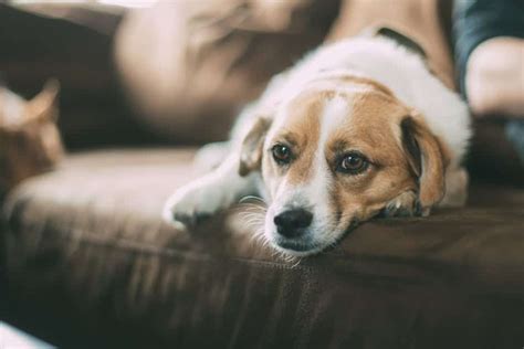 Do dogs hate being left home alone?