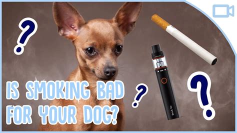 Do dogs hate cigarette smoke?