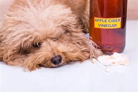 Do dogs hate the smell of apple cider vinegar?