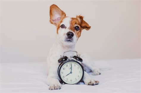 Do dogs have a sense of time?