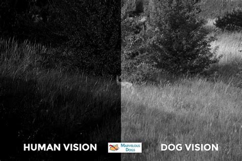 Do dogs have night vision?