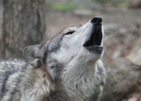 Do dogs howl when lonely?