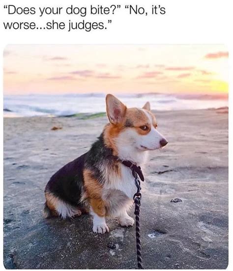 Do dogs judge your looks?
