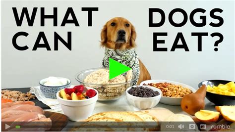 Do dogs just sometimes not want to eat?