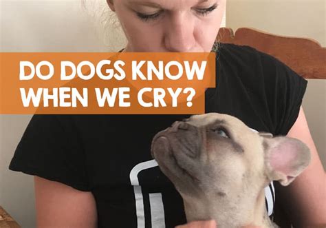 Do dogs know I'm crying?