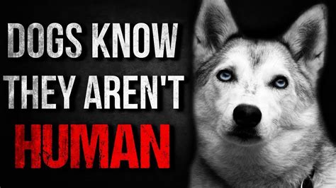 Do dogs know humans aren't dogs?