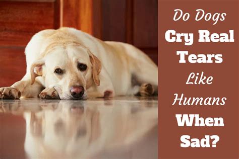 Do dogs know if we cry?